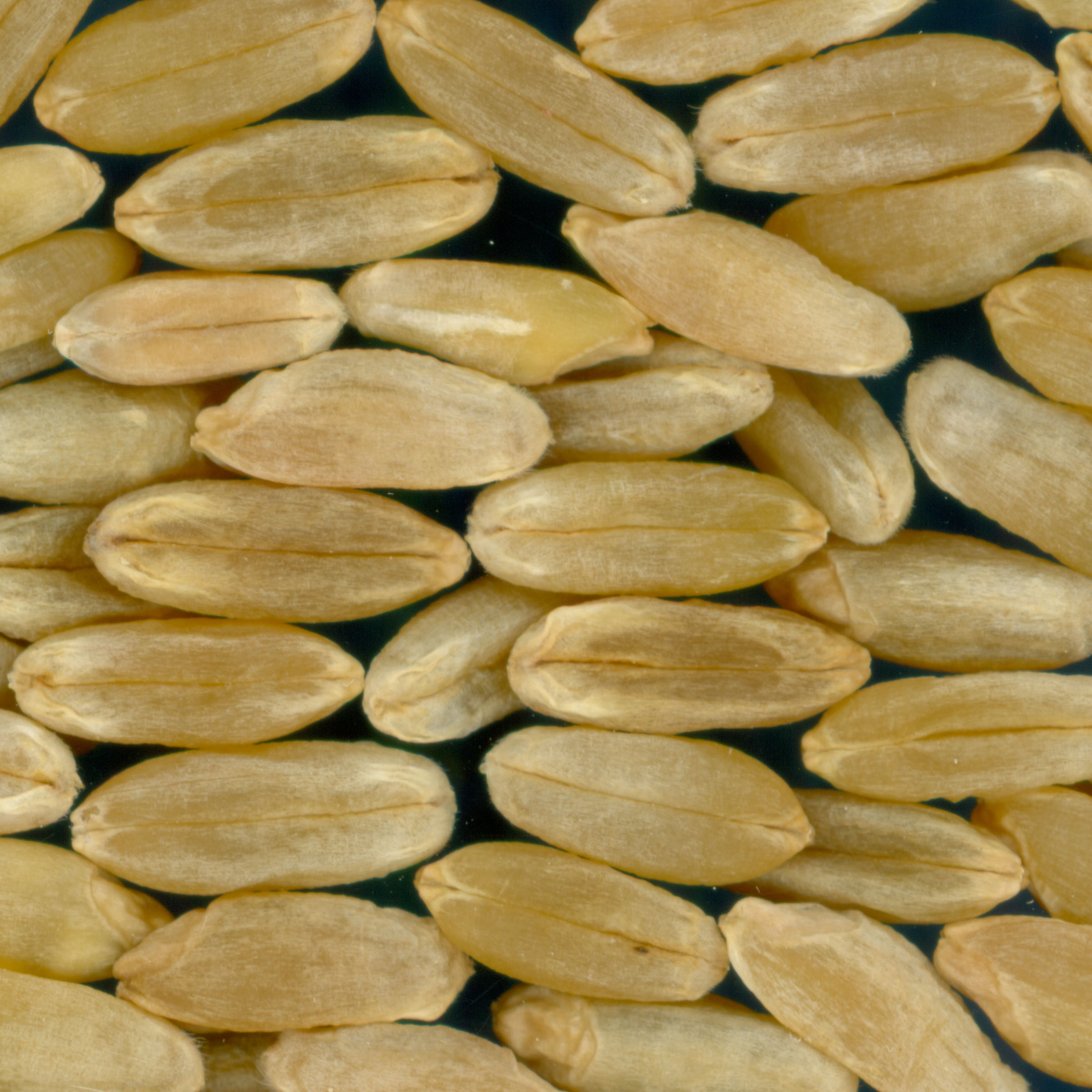 Click for 2 image(s) for this accession. KERNELS